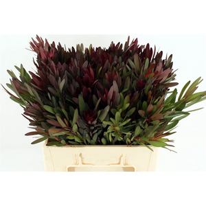 Leuc Safari Sunset 60cm