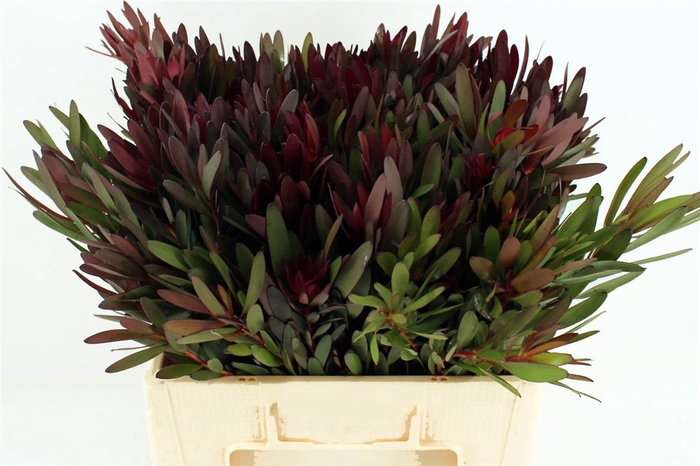 <h4>Leuc Safari Sunset 60cm</h4>