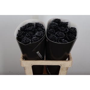 Wax-Rozen Wax Zwart w20