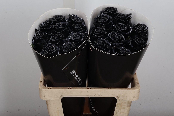 <h4>R Ov Wx Zwart W20</h4>