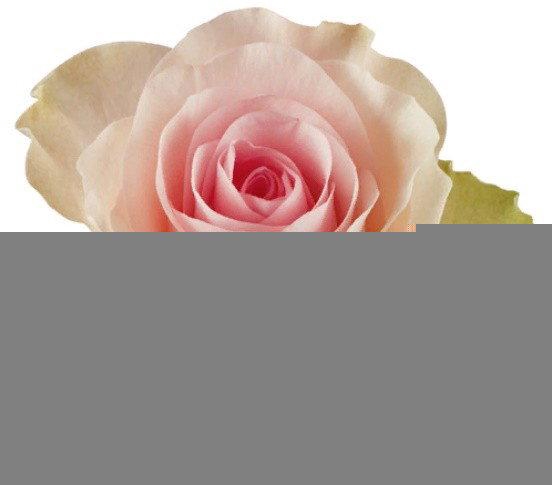 <h4>R GR FLIRTY 50 CM</h4>