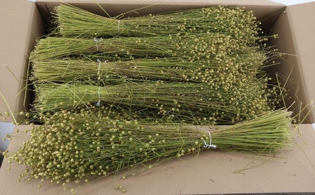 <h4>DF linium(Vlas) Bs 180g</h4>