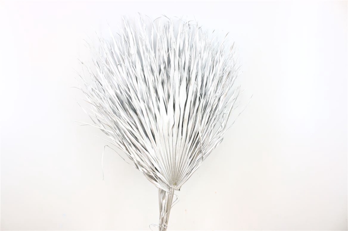 <h4>Dried Chamaerops (10tk) Silver Bunch</h4>