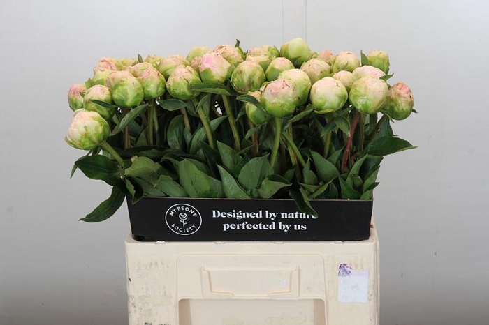 <h4>Paeonia Moon over Barrington</h4>
