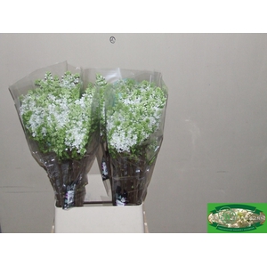 SYR V MME FL STEPMAN