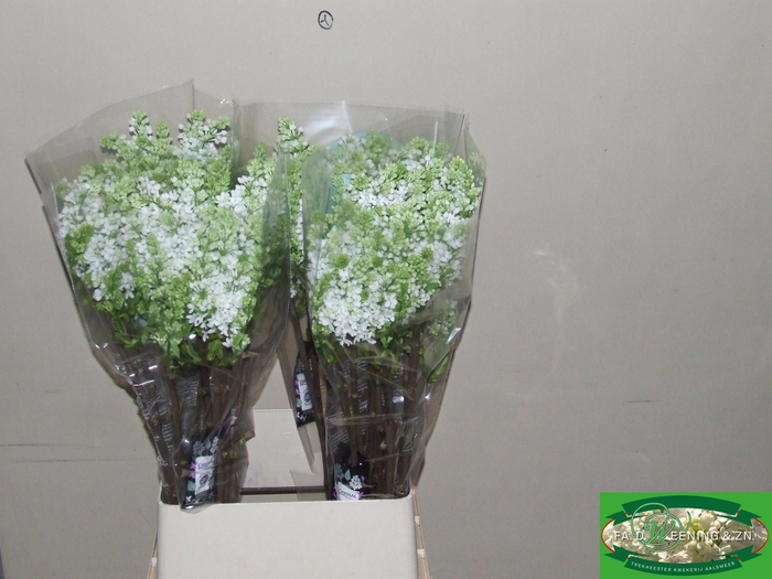 <h4>SYR V MME FL STEPMAN</h4>