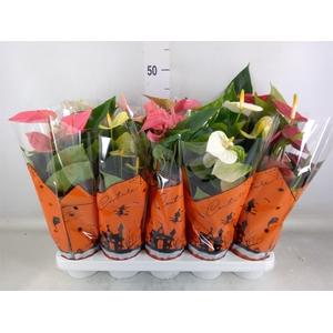 Anthurium   ...mix 4
