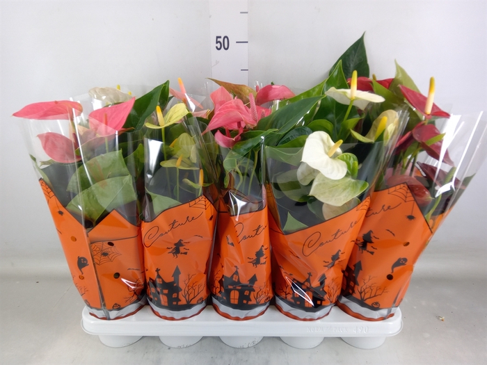 <h4>Anthurium   ...mix 4</h4>
