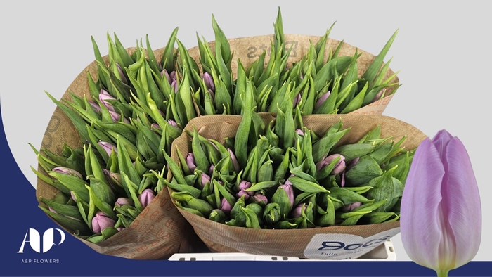 <h4>TU EN CANDY PRINCE</h4>