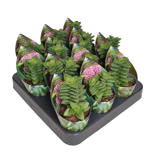 <h4>CRASSULA SPRINGTIME - POT Ø 6,5 WITH POTCOVER (SUCCULENTEN)</h4>