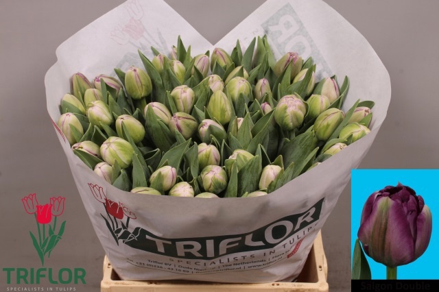 <h4>TU DU SAIGON DOUBLE</h4>