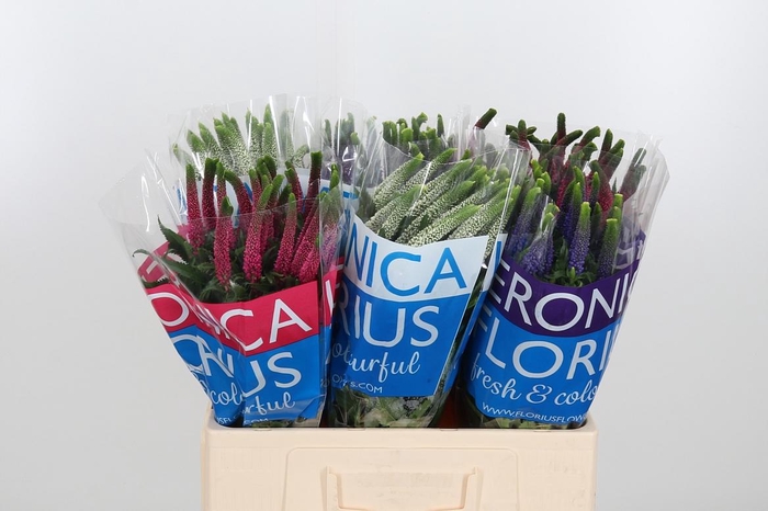 <h4>Veron Smart Gem</h4>