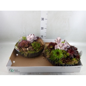 Arr.  Sempervivum L%