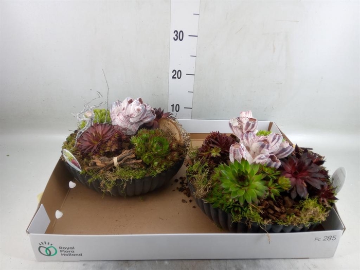 <h4>Arr.  Sempervivum L%</h4>