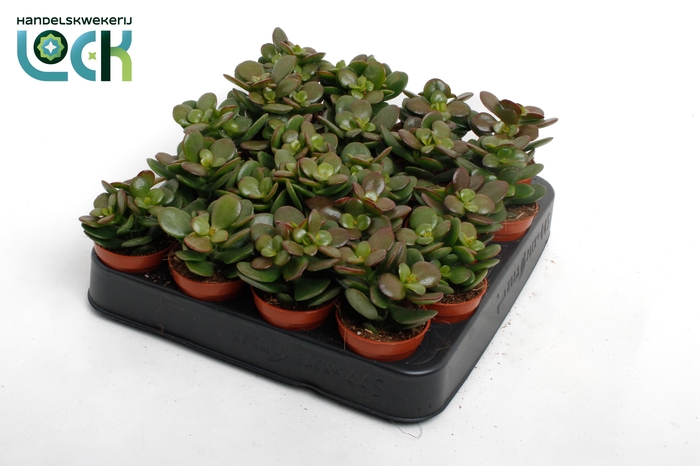 <h4>Crassula Minor</h4>