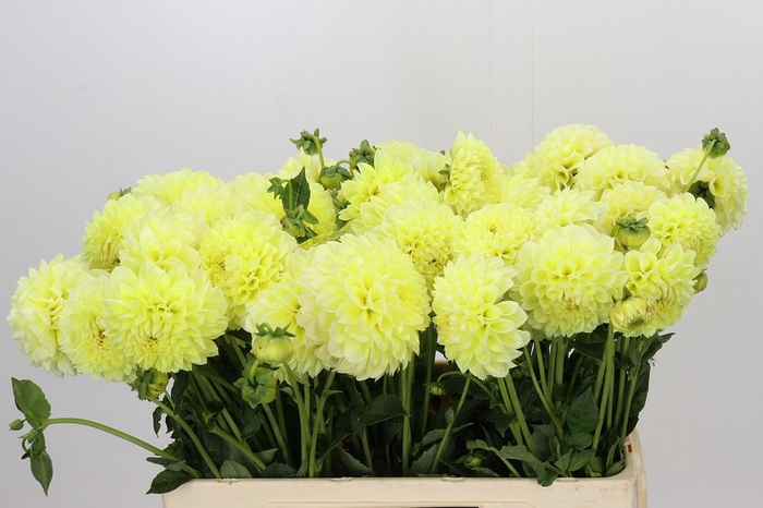 <h4>Dahlia Banana Baby</h4>