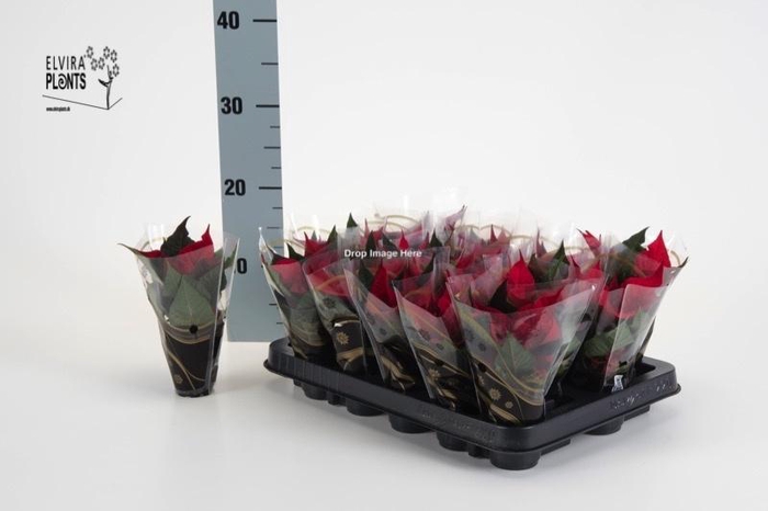 <h4>EUPHOR P CHR F RED</h4>