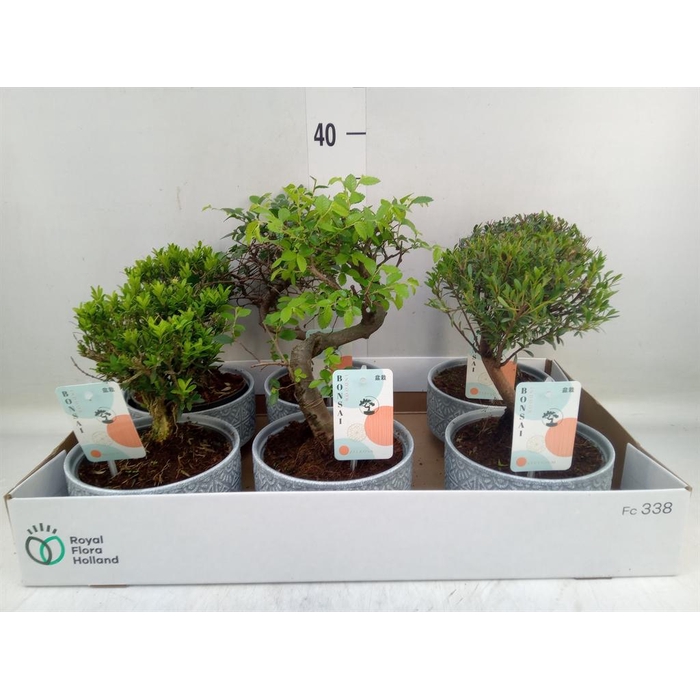 <h4>Bonsai   ...mix</h4>