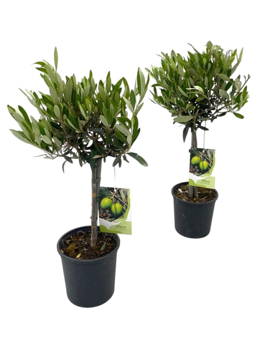 <h4>Olea europaea "op stam"</h4>