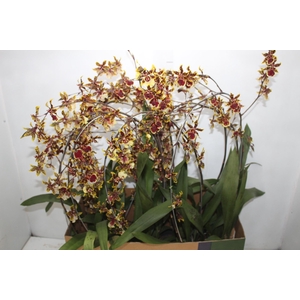 ONCIDIUM COLMANARA P15