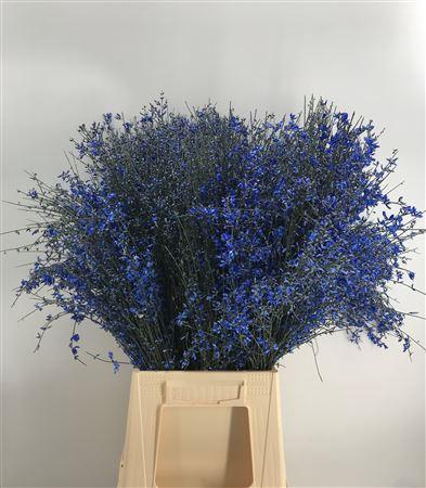 <h4>Genista 400gr Blue</h4>