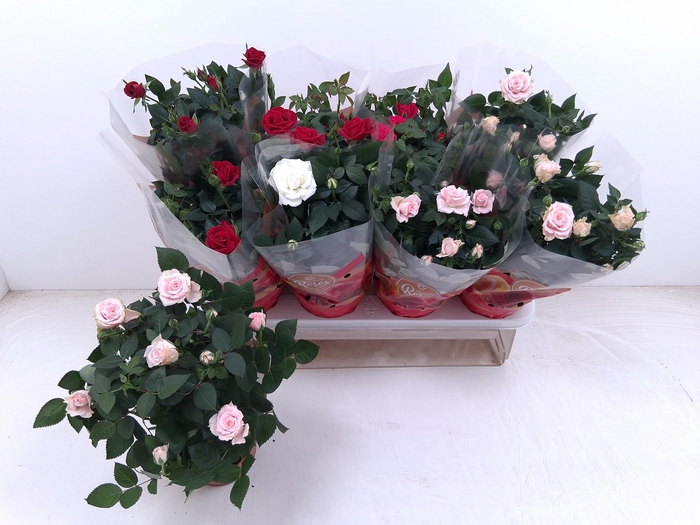 <h4>RO FAV RO GEM 4 SRT</h4>