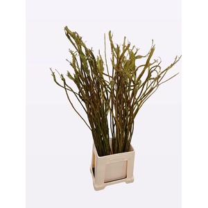 Salix Sekka Bandwilg