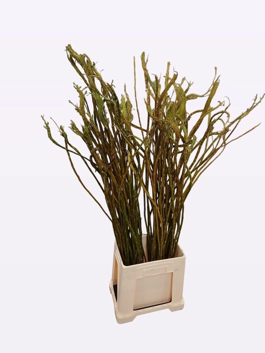 <h4>Salix Sekka Bandwilg</h4>