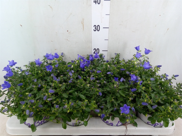 <h4>Campanula  'Starina Spring Bell'</h4>