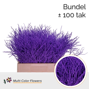 Heidelbeer (Bundel) Lila Donker