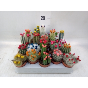 Cactus   ...decorated