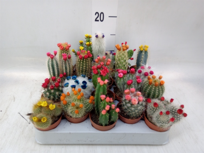 <h4>Cactus   ...decorated</h4>