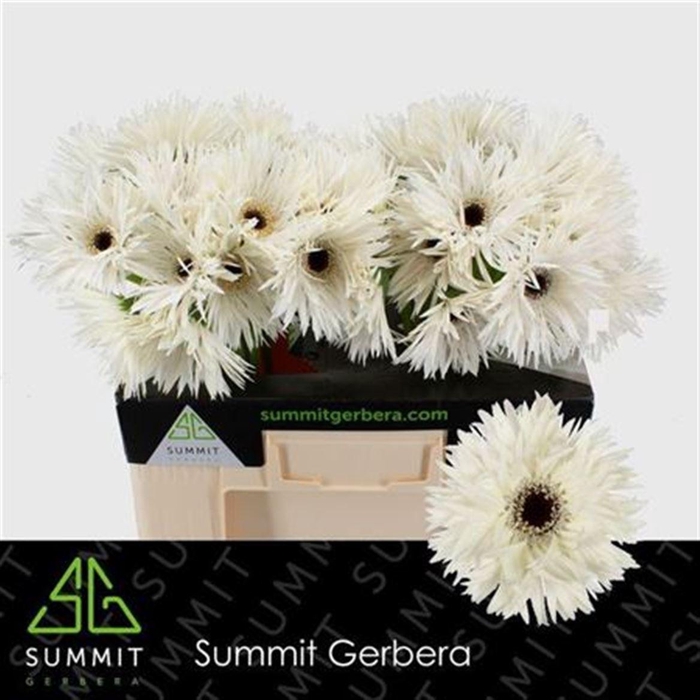 <h4>Ge Gr Spi Garden Ghost</h4>