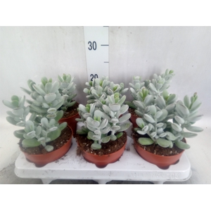 Cotyledon  'Coral'