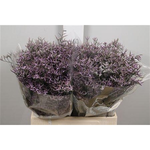 Lim Saf Lilac