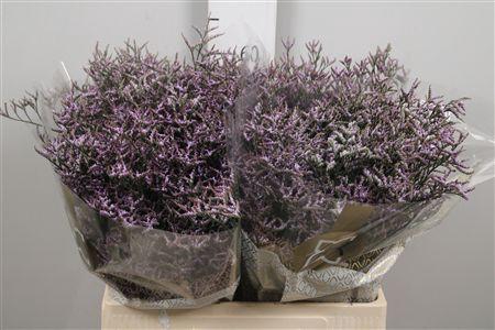 <h4>Lim Saf Lilac</h4>