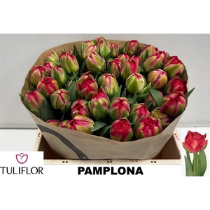 TU DU PAMPLONA