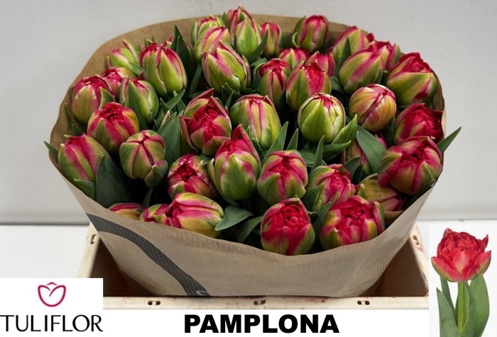 <h4>TU DU PAMPLONA</h4>