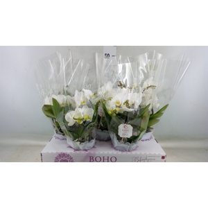 Phalaenopsis   ...white