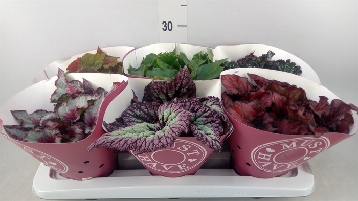 <h4>Begonia BD 'Beleaf'   ...mix</h4>
