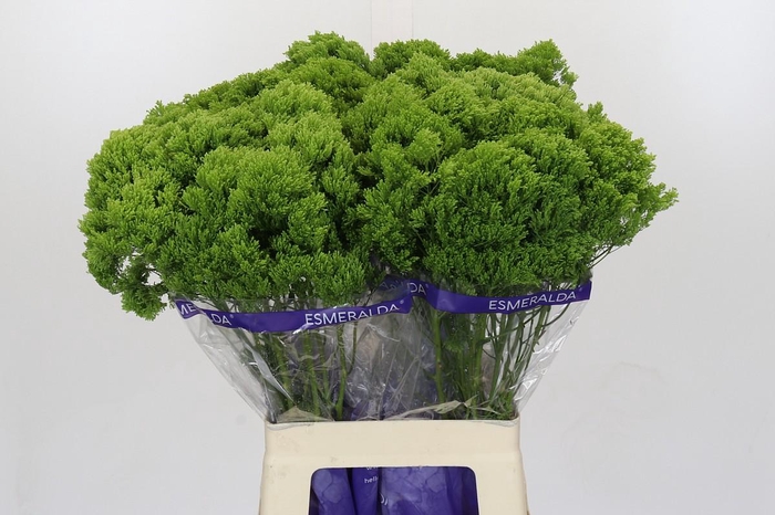 <h4>Trachelium Jade</h4>