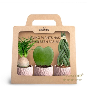 3-Pack Leaf Rosa P7