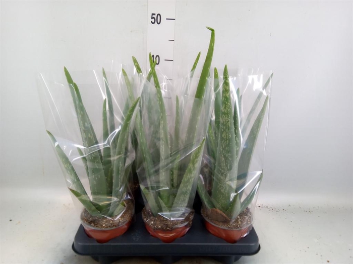 <h4>Aloe vera</h4>