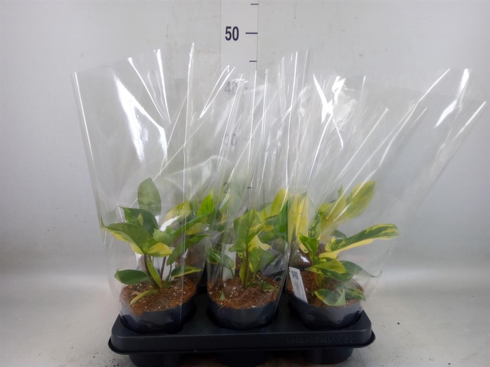 <h4>Philodendron  'Florida Ghost'</h4>