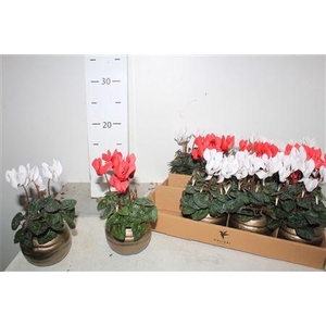 Cycl Kl Sup Micro Deco Ceramic