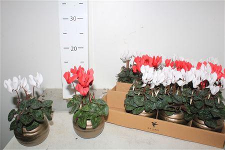 <h4>Cycl Kl Sup Micro Deco Ceramic</h4>