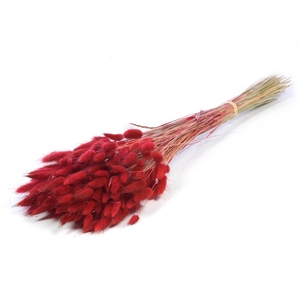 Lagurus Ovatus Red