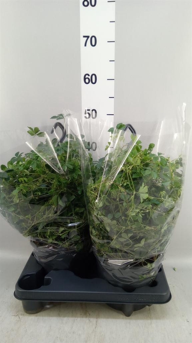 <h4>Parthenocissus 'Sugar Vine'</h4>