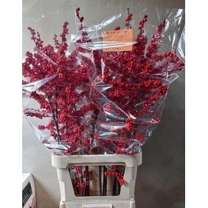 Ilex verticillata L11