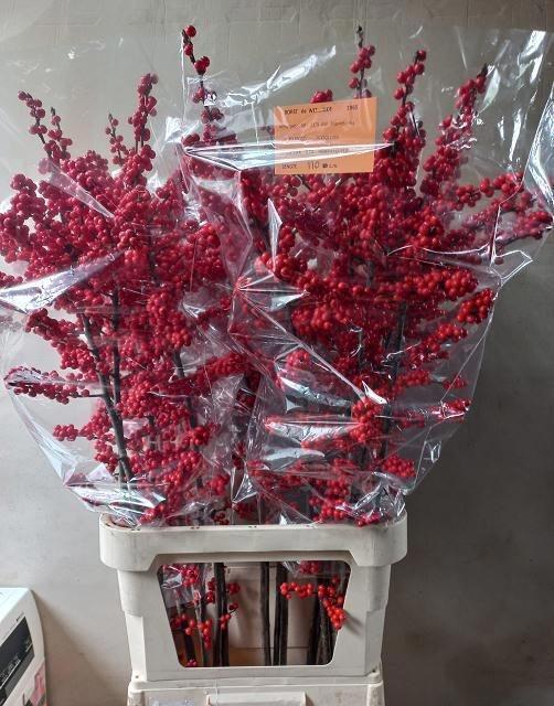 <h4>Ilex verticillata L11</h4>